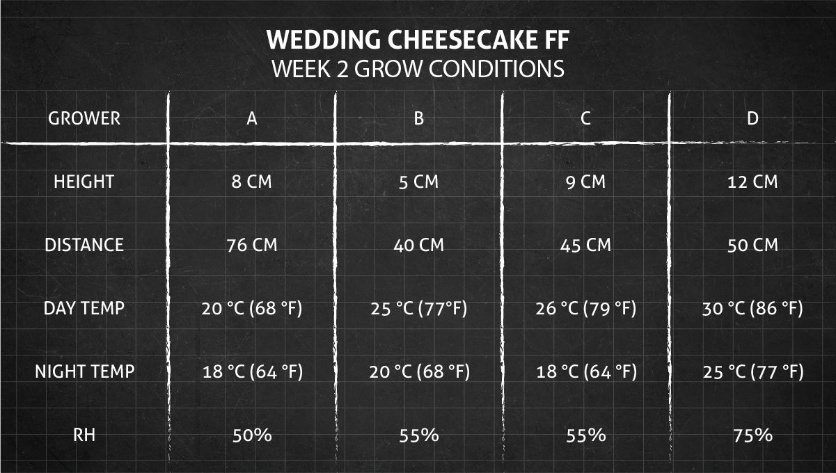 Wedding Cheesecake FF cannabis strain: week 2 grow conditions Wedding Cheesecake FF cannabis strain: week 2 grow conditions