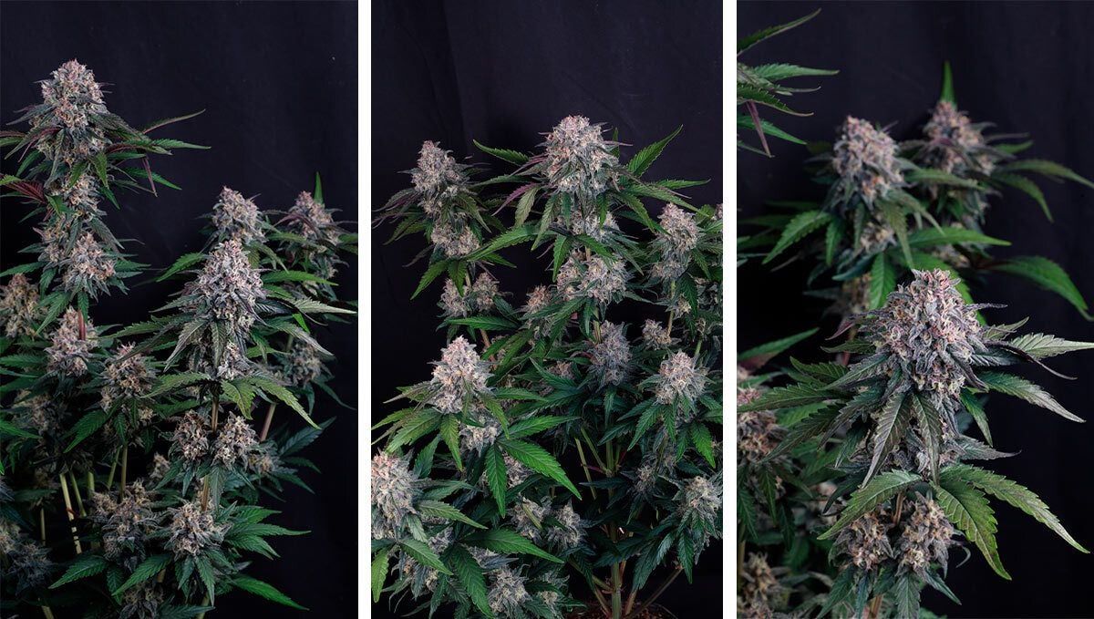 Lemon Cherry Sundae Auto