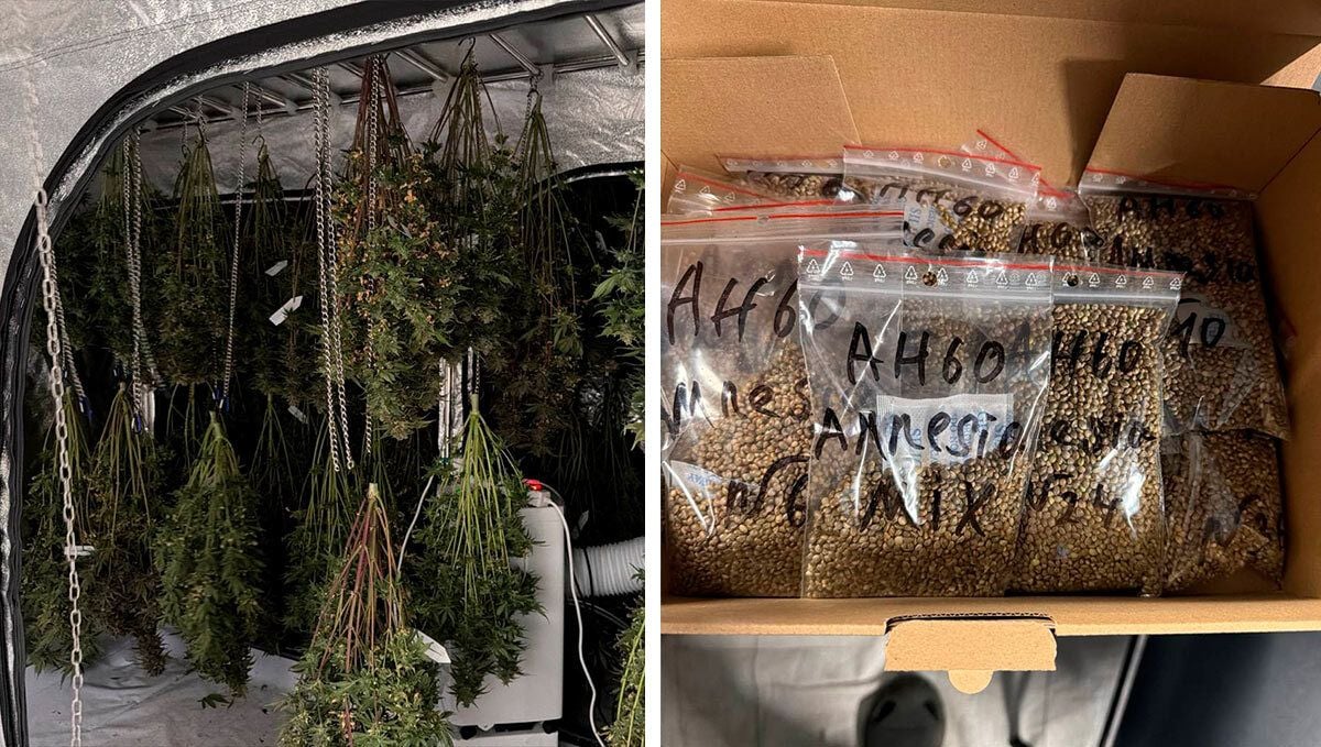 seeds were carefully processed and separated