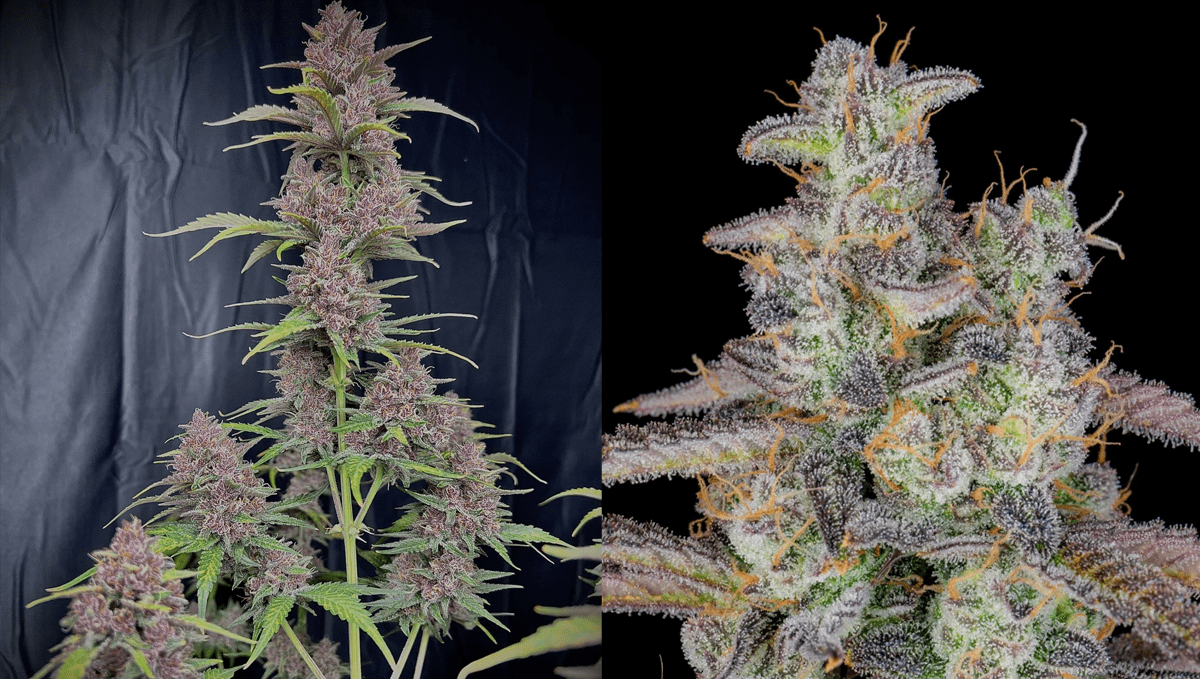 The top 5 best autoflower strains for insomnia: banana purple punch auto The top 5 best autoflower strains for insomnia: banana purple punch auto
