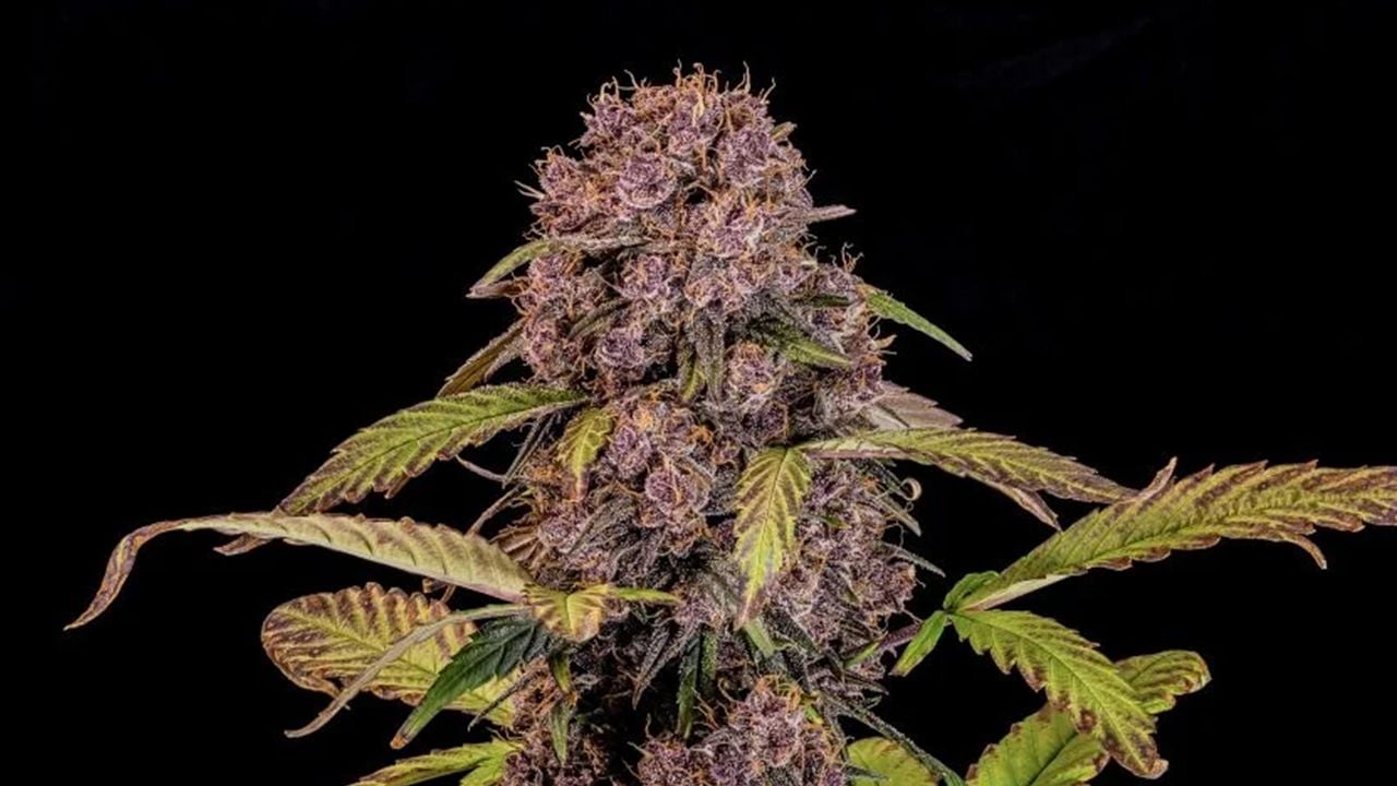 The top 5 fastest autos: lemon cherry cookies auto The top 5 fastest autos: lemon cherry cookies auto