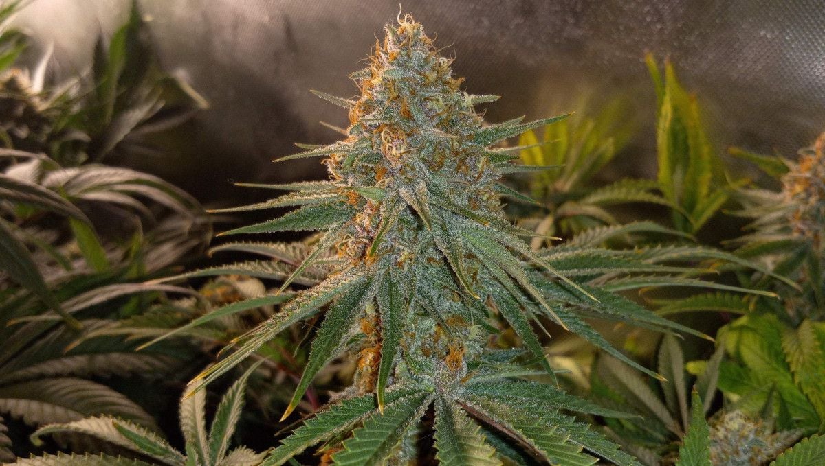 Gorilla Cookies FF cannabis strain: ripening and harvest | a mature cola with resin crystals on flowers and trim leaves