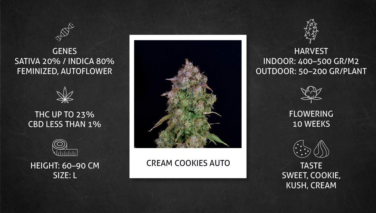 Cream Cookies Auto cannabis strain: specs sheet