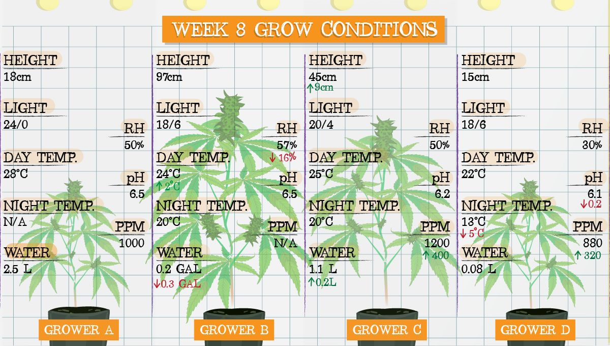 Forbidden Runtz Auto Cannabis Strain Week-by-Week Guide: Week 8 grow conditions