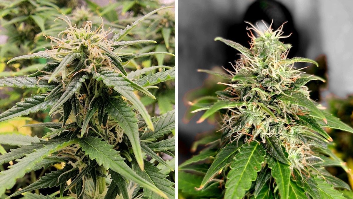 Amnesia Z Auto cannabis strain: mid flower (bulk phase) | weeks 8-9 | the buds with lots of white pistils but some orange ones too