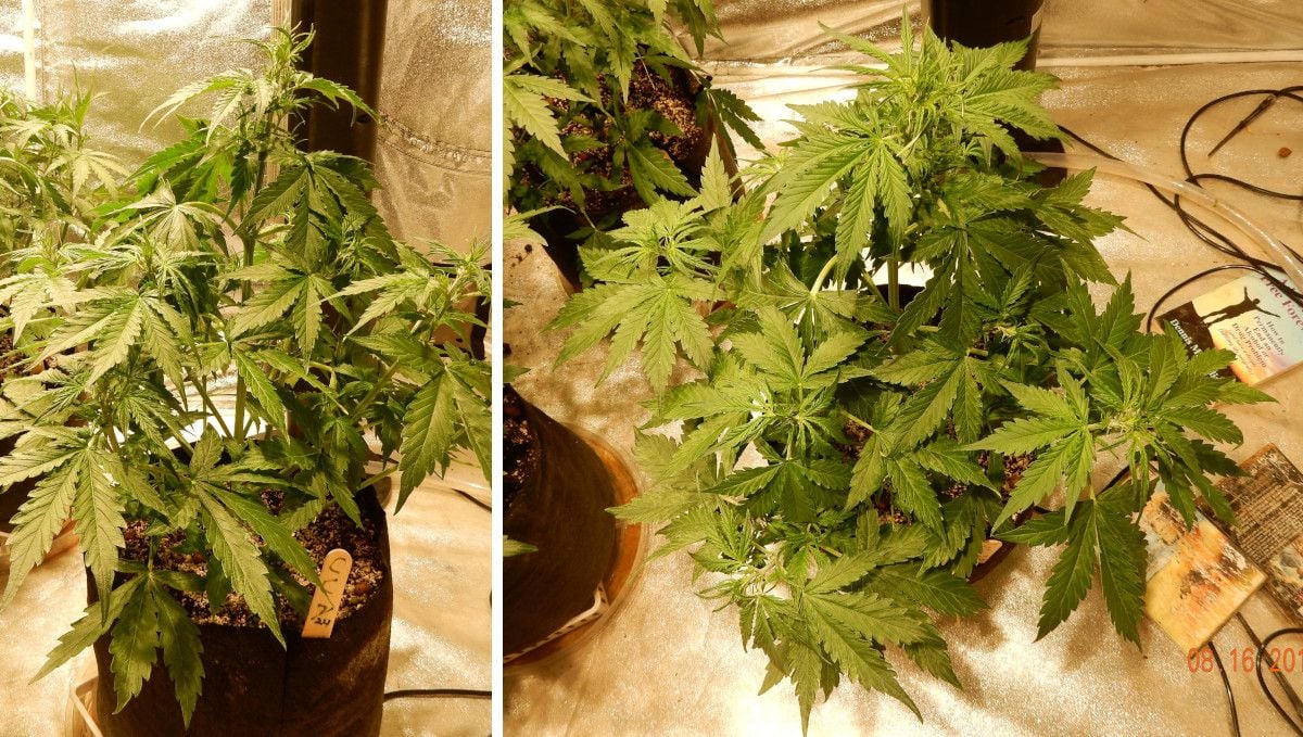 Cream Cookies Auto cannabis strain: mid veg | weeks 3-4 | a short and bushy indoor plant