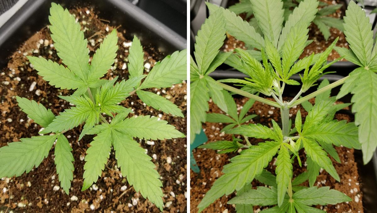 Grapefruit Auto Cannabis Strain WeekbyWeek Guide Fast Buds