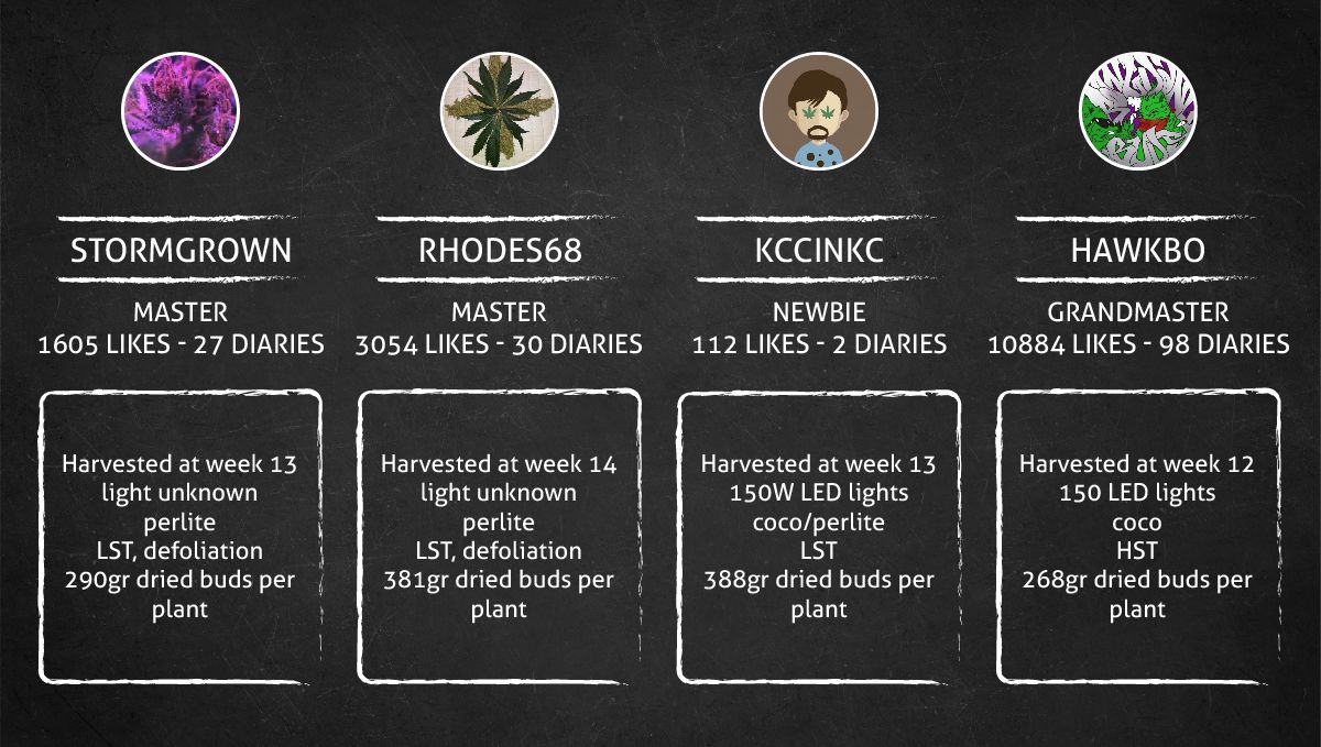 Green Crack Auto cannabis strain: outcome