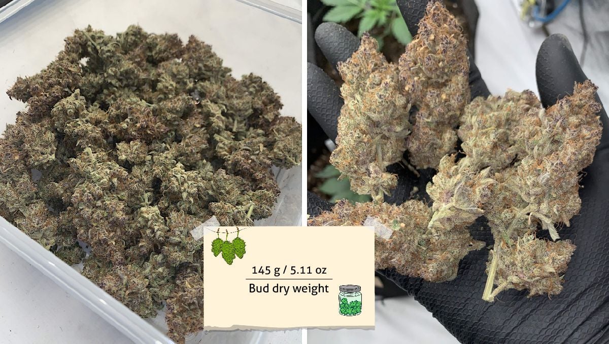 Banana Purple Punch Auto cannabis strain: yield | a plastic tub with marijuana buds and a few of them on a grower's gloved hand