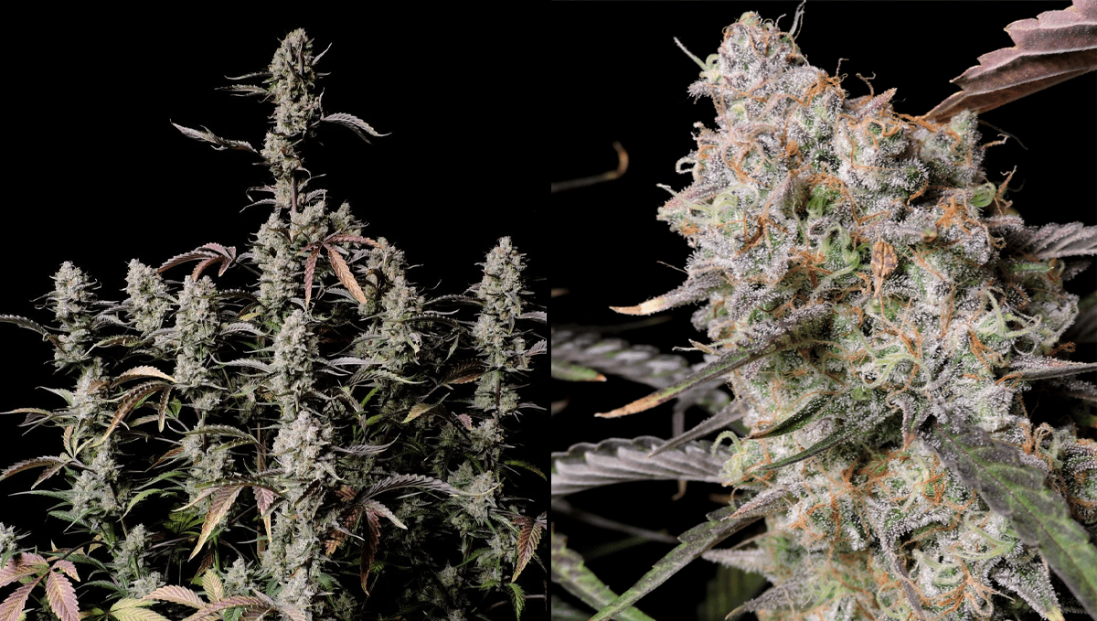 Top 5 best indica autoflower strains: Gorilla Z Auto Top 5 best indica autoflower strains: Gorilla Z Auto
