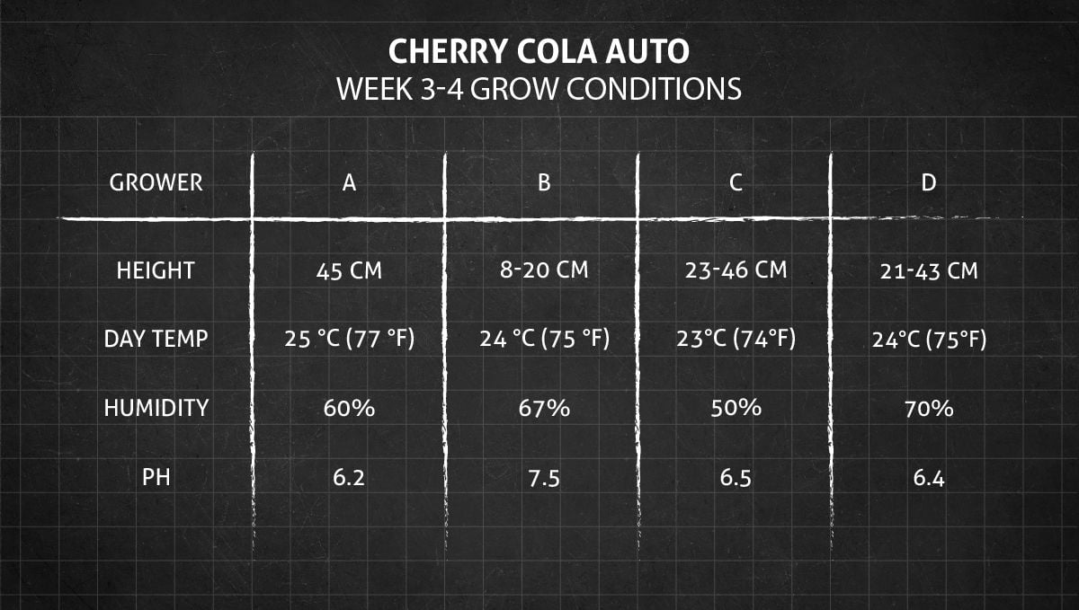 Cherry Cola Auto cannabis strain: weeks 3-4 grow conditions