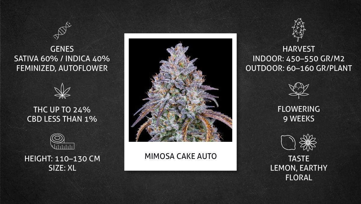Mimosa Cake Auto cannabis strain: datasheet