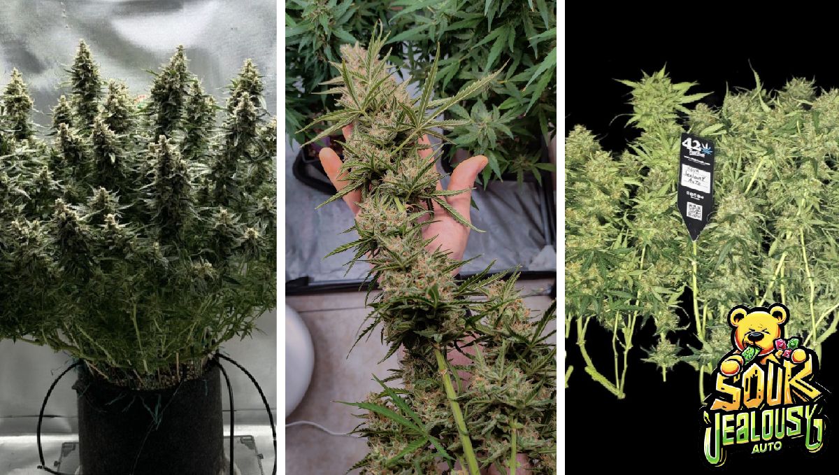 2-02.jpg sour jealousy auto