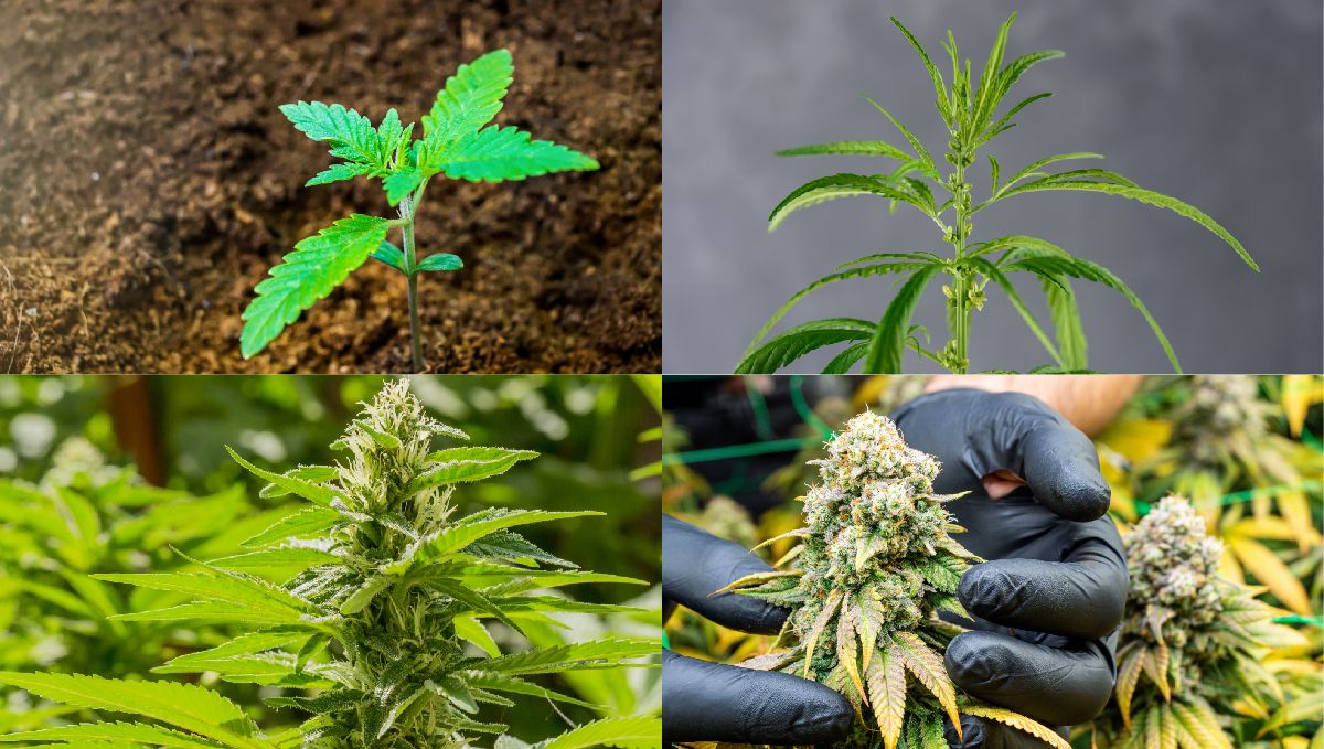 Light deprivation: the lifecycle of a cannabis plant Light deprivation: the lifecycle of a cannabis plant