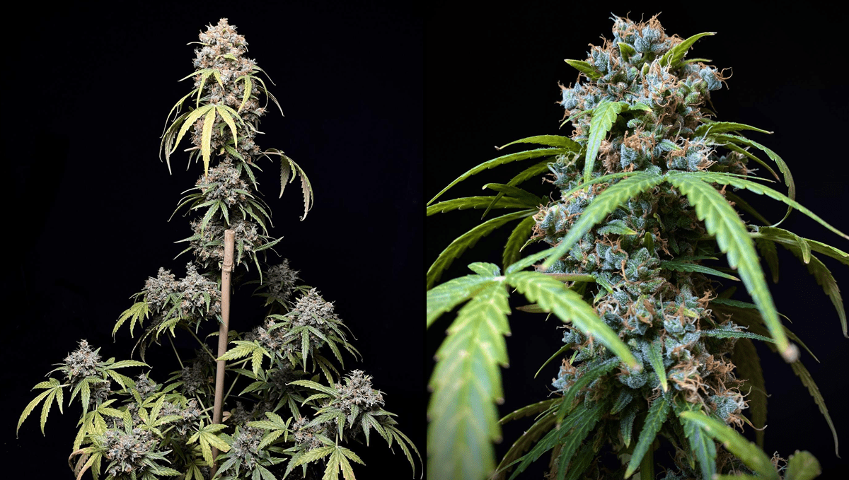 Autoflowering strains that help relieve headaches: west coast og auto