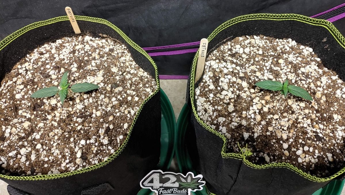 Purple Punch Auto Cannabis Strain Week-by-Week Guide: A top view of two 1-weeek-old cannabis seedlings in grow bags