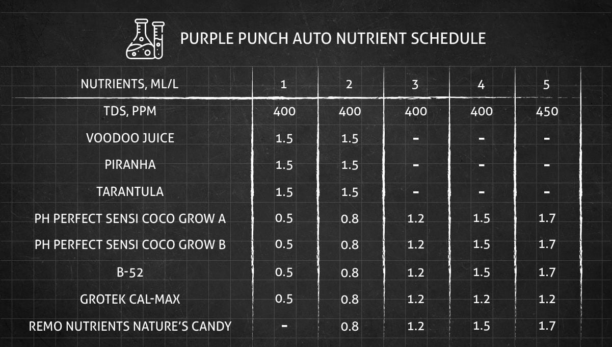 Purple Punch Auto Cannabis Strain Week-by-Week Guide: Feeding schedule for the vegetative phase