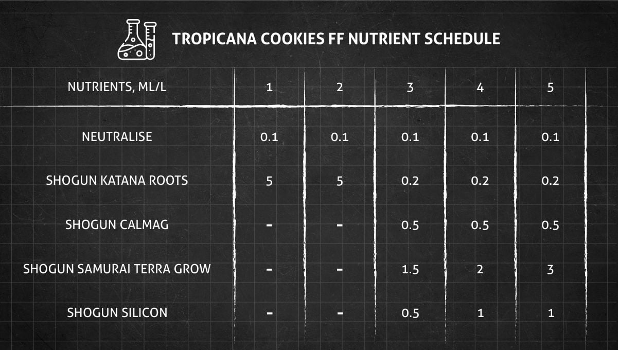 Tropicana Cookies FF cannabis strain: veg nutrient schedule