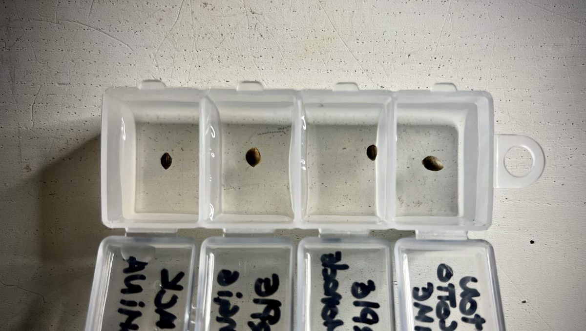 Purple Lemonade FF cannabis strain: germination and seedling stage | week 1 | seeds floating on water in small plastic containers