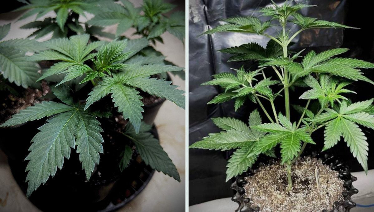 Strawberry Gorilla Auto Cannabissorte: Mittlere Veg-Phase | Wochen 3-4 | kräftiges Stretching