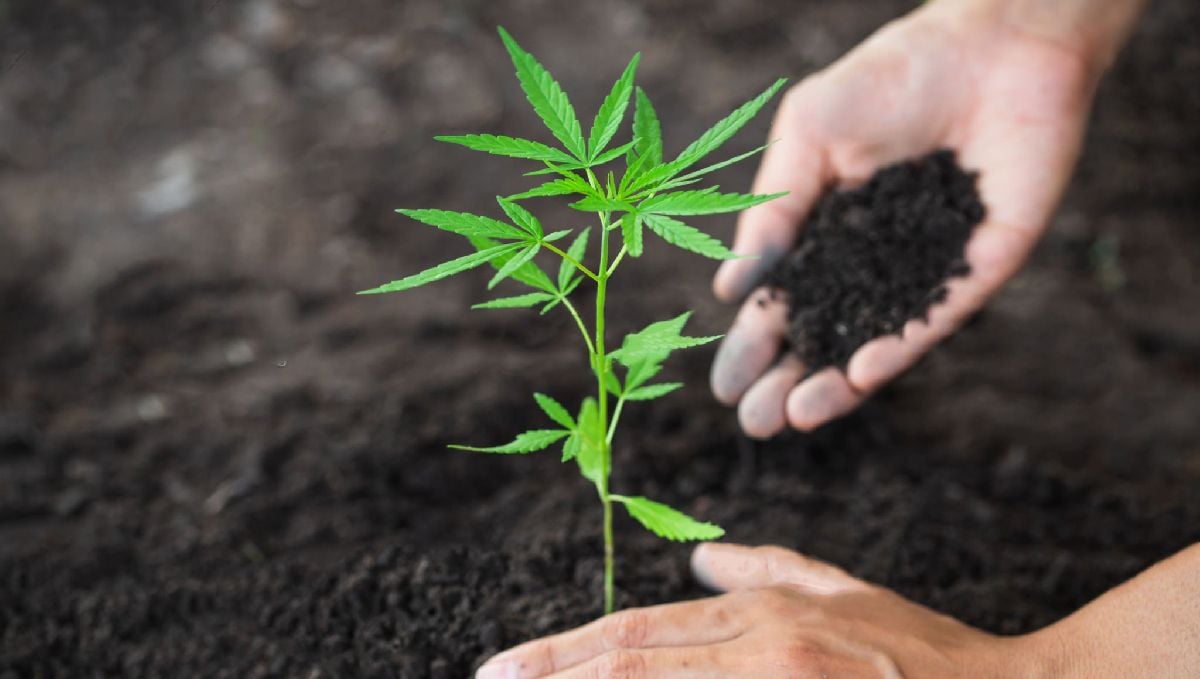 Types of containers to grow autoflowering seeds: soil-based cultivation