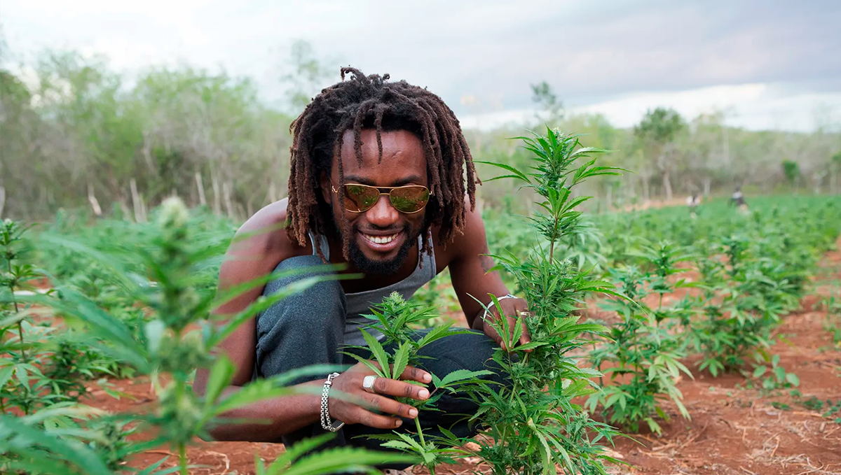 Is Weed Legal In Jamaica A Guide To The Legal Status Of Cannabis In