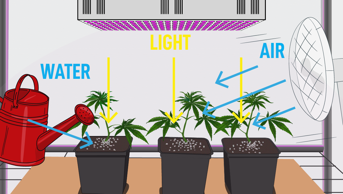 How To Grow Weed At Home? Ultimate Guide 2022 | Fast Buds