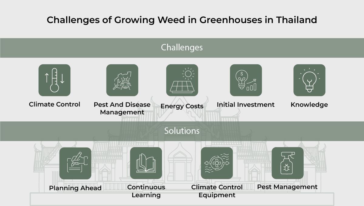 Challenges of growing weed in Greenhouses in Thailand