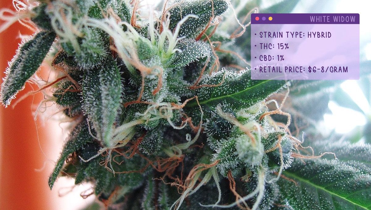 Best Weed Strains for Anxiety: White Widow Best Weed Strains for Anxiety: White Widow