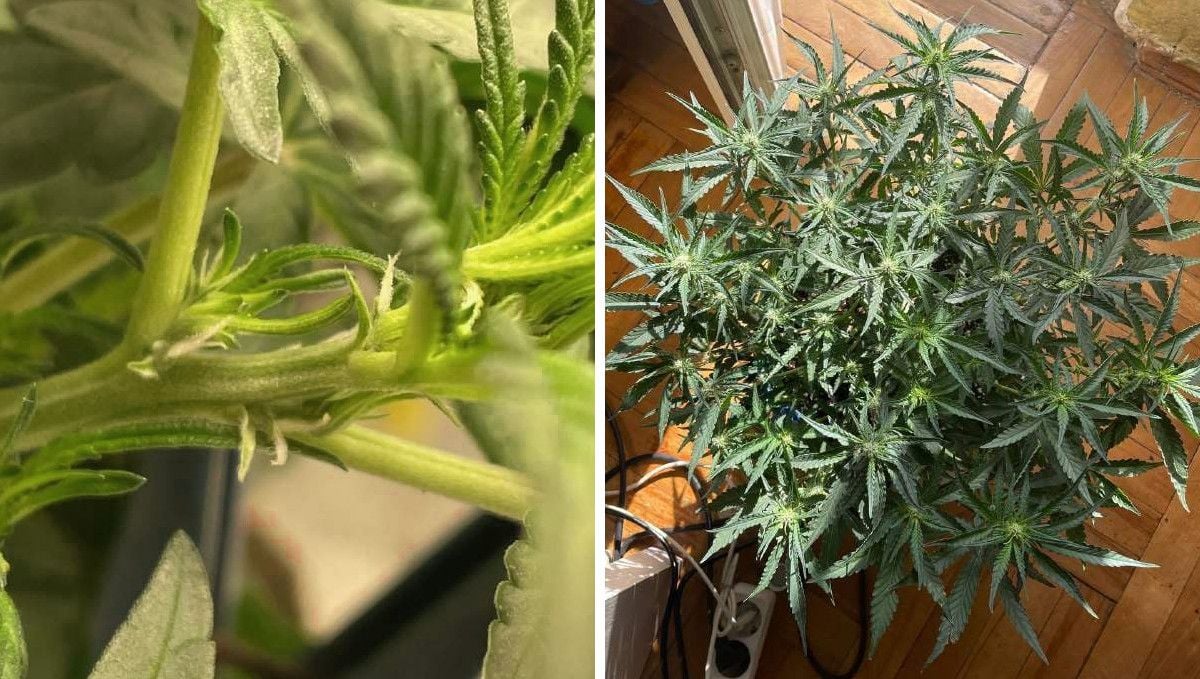 Gorilla Punch Auto cannabis strain: transition (pre-flower) | week 5 | the first pistils appearing at the nodes and a top view of a plant with flat canopy as it starts budding
