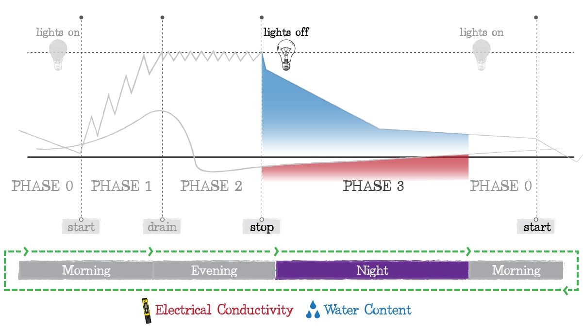 Crop steering cannabis: phase 3
