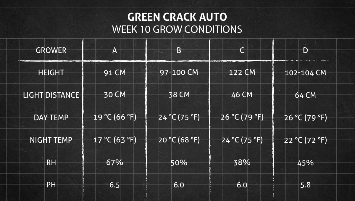 Green Crack Auto cannabis: week 10 grow conditions