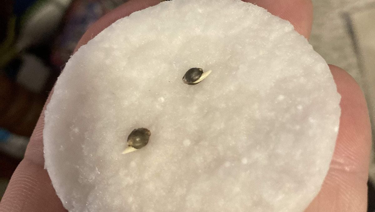LSD-25 Auto cannabis strain: germination and seedling stage | week 1 | two seeds on a wet cotton disk