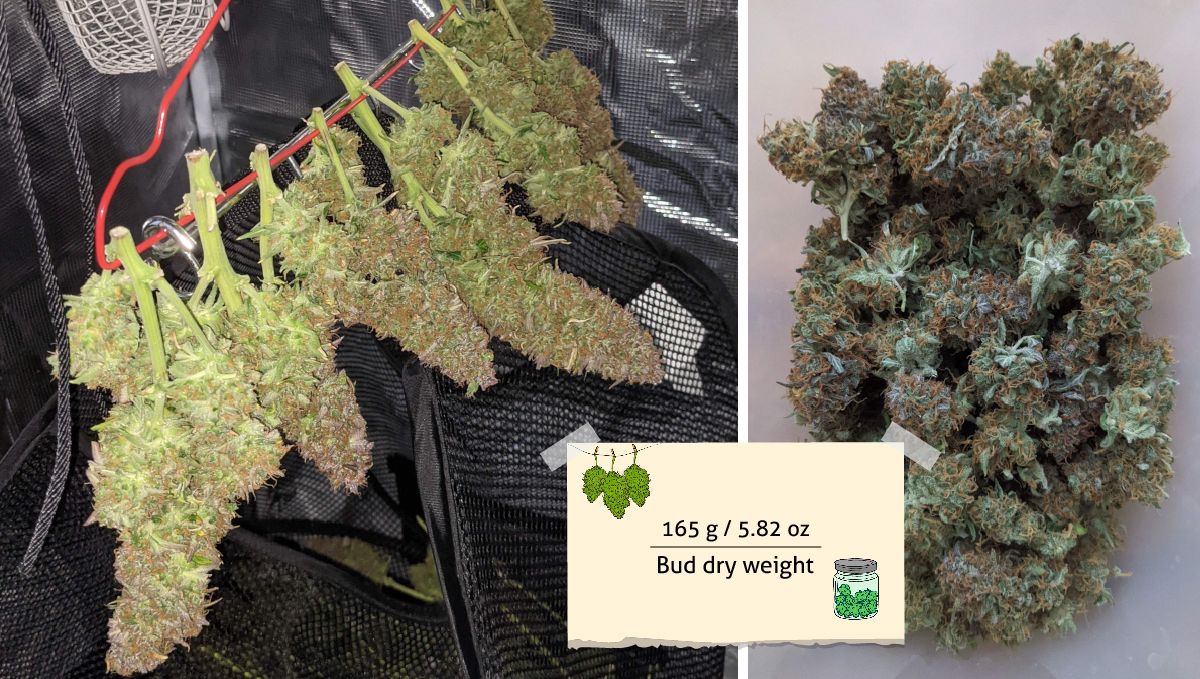 Critical Kush Auto cannabis strain: harvest | sturdy branches with closely trimmed fat and dense colas hung to dry on a wire and the same buds after they've been dried