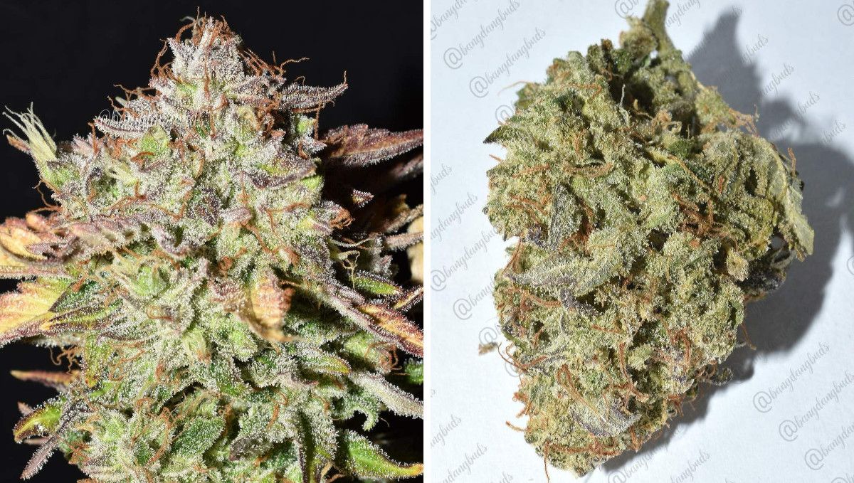 Grapefruit Auto Cannabis Strain WeekbyWeek Guide Fast Buds