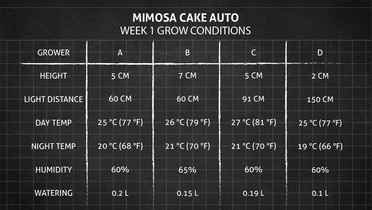 Mimosa Cake Auto cannabis strain: week 1 grow conditions