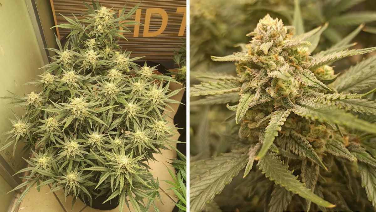 Forbidden Runtz Auto Cannabis Strain Week-by-Week Guide: A heavily LSTd autoflower with many frosty tops and a closeup of one such top approaching harvest