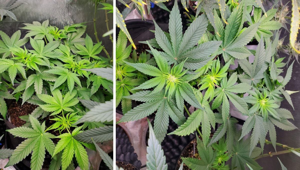 GG4 Sherbet FF cannabis strain: transition (pre-flower) | week 7 | the tops get light-green and then form the first flowers