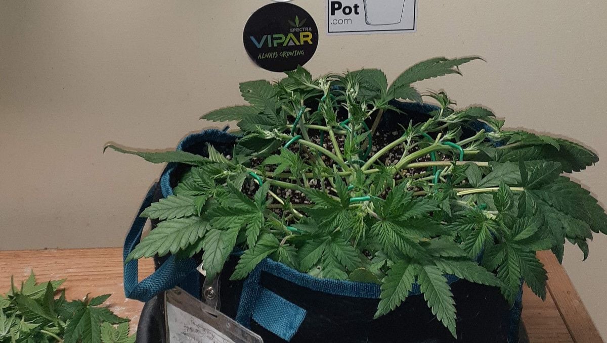 Tropicana Cookies Auto cannabis strain: transition (pre-flower) | week 5 | an autoflower spread flat by training and defoliated