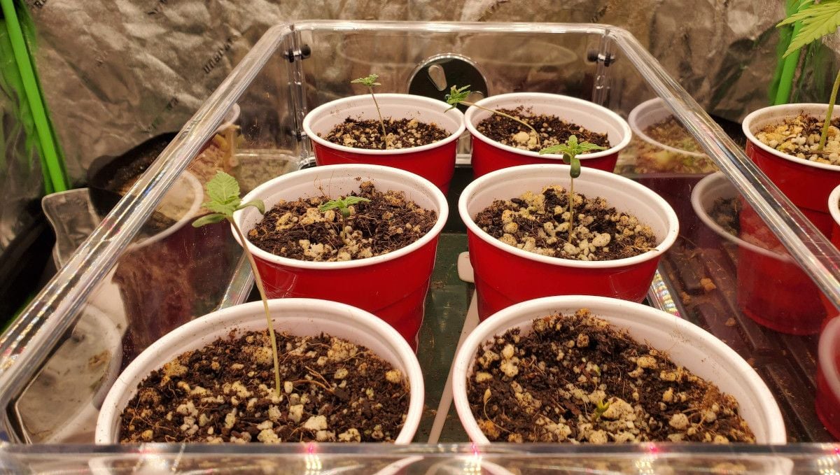 Super Lemon Haze Auto cannabis strain: germination and seedling stage | week 1 | several seedlings in bright red-and-white solo cups inside a glass tray