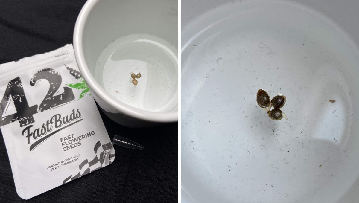 GG4 Sherbet FF cannabis strain: germination and seedling stage | week 1 | 3 beans floating and sprouting on the surface of water