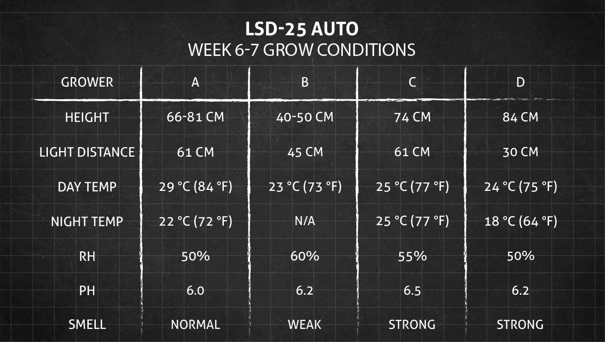 LSD-25 Auto cannabis strain: weeks 6-7 grow conditions