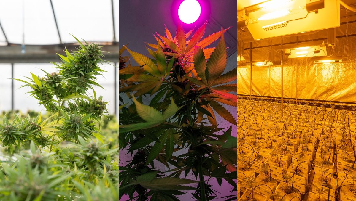 Best light spectrum for autos: best grow lights available in 2023 Best light spectrum for autos: best grow lights available in 2023
