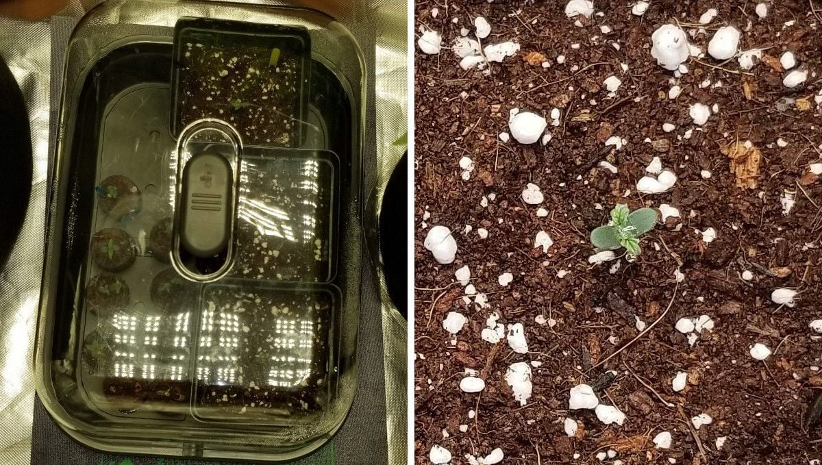 Grapefruit Auto Cannabis Strain WeekbyWeek Guide Fast Buds