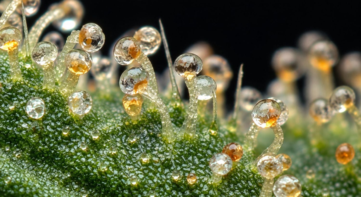 Cómo Saber Si Mi Autofloreciente Está Lista para la Cosecha: Distintos Estados de Tricomas en cannabis
