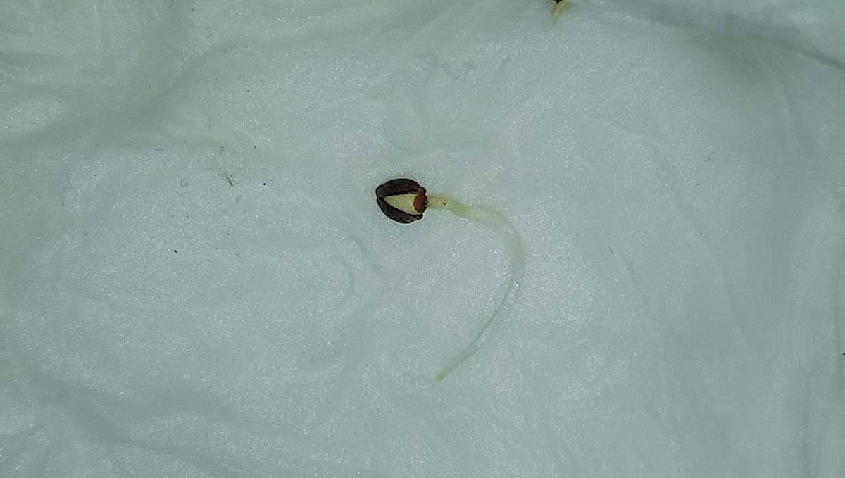 Orange Sherbet FF cannabis strain: germination and seedling stage | week 1 | sprouted in paper towels