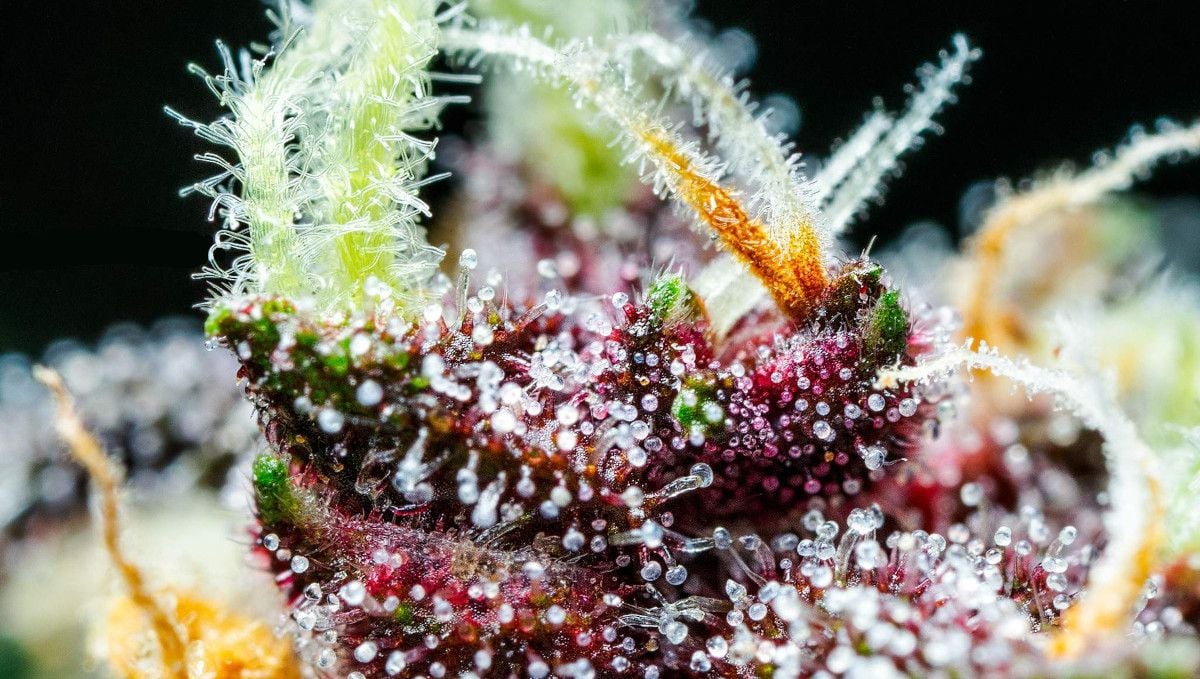 Auto Blackberry Kush cannabis strain: ripening and harvest | weeks 10 | a macro shot of maturing trichomes on purple calyces
