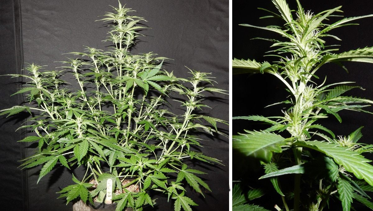 Cream Cookies Auto cannabis strain: transition (pre-flower) | week 5 | a branchy, stretchy indoor autoflower and a closeup of one of its tops