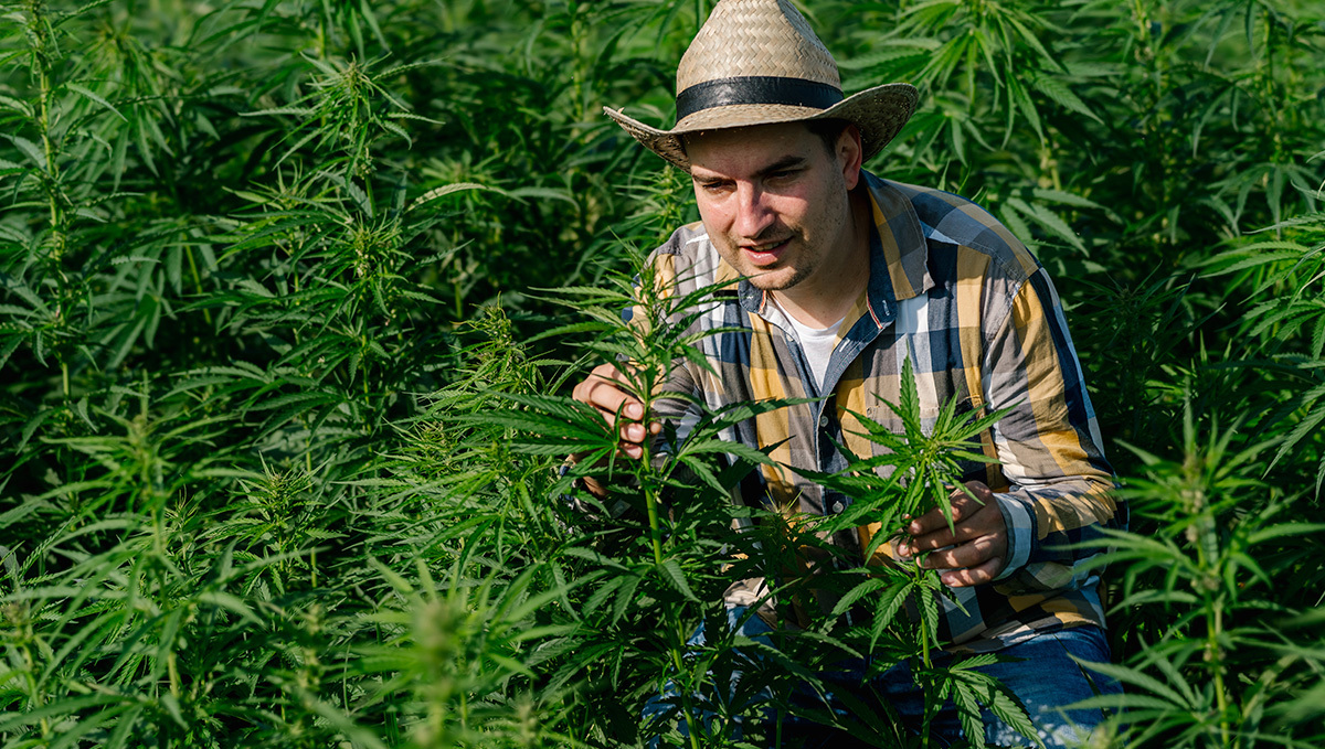 New York Farmers Can Switch From Hemp to Cannabis This Season | Fast Buds