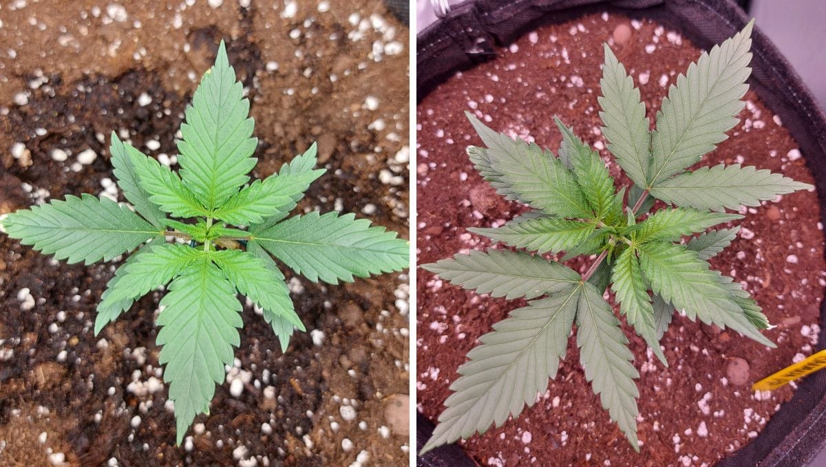 Banana Purple Punch Auto cannabis strain: mid veg | weeks 3-4 | left to grow naturally